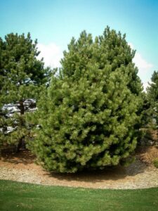 Сосна Чёрная (Pinus Nigra) купить по цене от 270.00р. в интернет-магазине «Посадика» с доставкой почтой в в Белгороде и по всей России – [изображение №1].