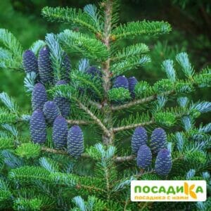 Пихта корейская (Abies koreana) купить по цене от 450.00р. в интернет-магазине «Посадика» с доставкой почтой в в Белгороде и по всей России – [изображение №1].