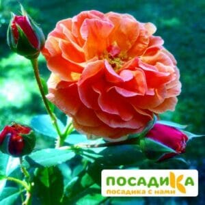 Роза Арабия купить по цене от 350.00р. в интернет-магазине «Посадика» с доставкой почтой в в Белгороде и по всей России – [изображение №1].