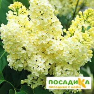 Сирень Примроуз (Primrose) купить по цене от 529.00р. в интернет-магазине «Посадика» с доставкой почтой в в Белгороде и по всей России – [изображение №1].