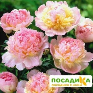 Пион Распберри Сандей (Paeonia Raspberry Sundae) купить по цене от 959р. в интернет-магазине «Посадика» с доставкой почтой в в Белгороде и по всей России – [изображение №1].