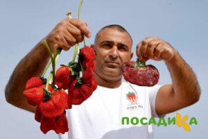 Клубника Гигант Джорнея купить по цене от 266р. в интернет-магазине «Посадика» с доставкой почтой в в Белгороде и по всей России – [изображение №1].