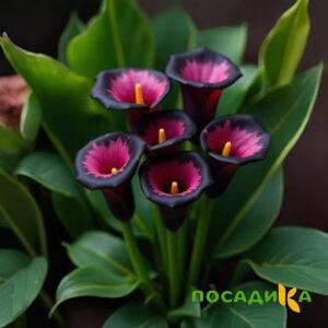 Калла Аура Лейс купить по цене от 400р. в интернет-магазине «Посадика» с доставкой почтой в в Белгороде и по всей России – [изображение №1].