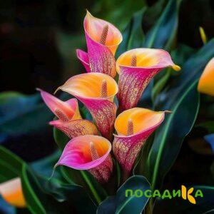 Калла Оникс купить по цене от 450р. в интернет-магазине «Посадика» с доставкой почтой в в Белгороде и по всей России – [изображение №1].