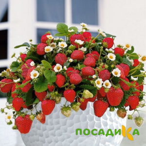 Клубника Рубиновый Шепот (горшечная) купить по цене от 240р. в интернет-магазине «Посадика» с доставкой почтой в в Белгороде и по всей России – [изображение №1].