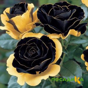 Роза Ханни Сикл купить по цене от 700р. в интернет-магазине «Посадика» с доставкой почтой в в Белгороде и по всей России – [изображение №1].