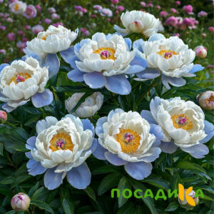 Пион акварельный Этюд купить по цене от 806р. в интернет-магазине «Посадика» с доставкой почтой в в Белгороде и по всей России – [изображение №1].