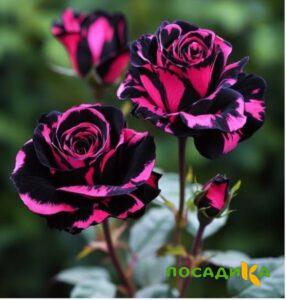 Роза Багровый Шепот купить по цене от 366р. в интернет-магазине «Посадика» с доставкой почтой в в Белгороде и по всей России – [изображение №1].