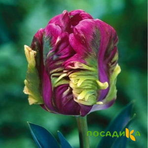Тюльпан Экзотик Хэвен купить по цене от 186р. в интернет-магазине «Посадика» с доставкой почтой в в Белгороде и по всей России – [изображение №1].