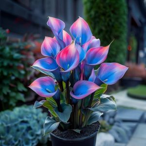 Калла Импрессия купить по цене от 590р. в интернет-магазине «Посадика» с доставкой почтой в в Белгороде и по всей России – [изображение №1].